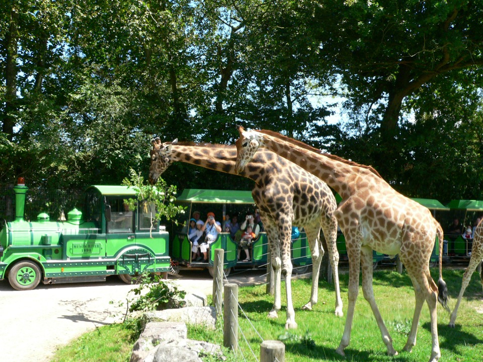 Girafes devant le safari train vert au Cerza.