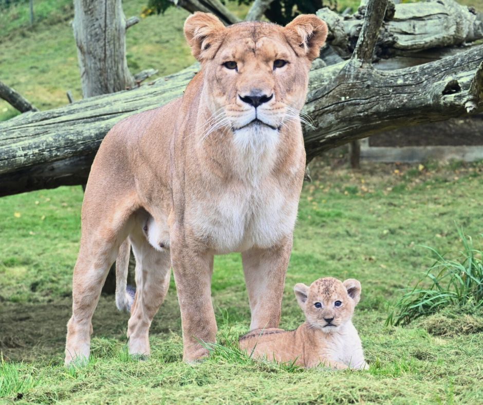 Une lionne debout et son lionceau couché dans l’herbe au Cerza.