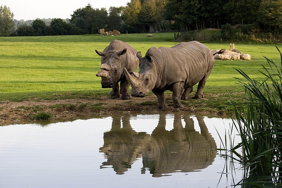 Deux rhinocéros blancs au bord d’un point d’eau, avec leur reflet, dans la plaine du Cerza.